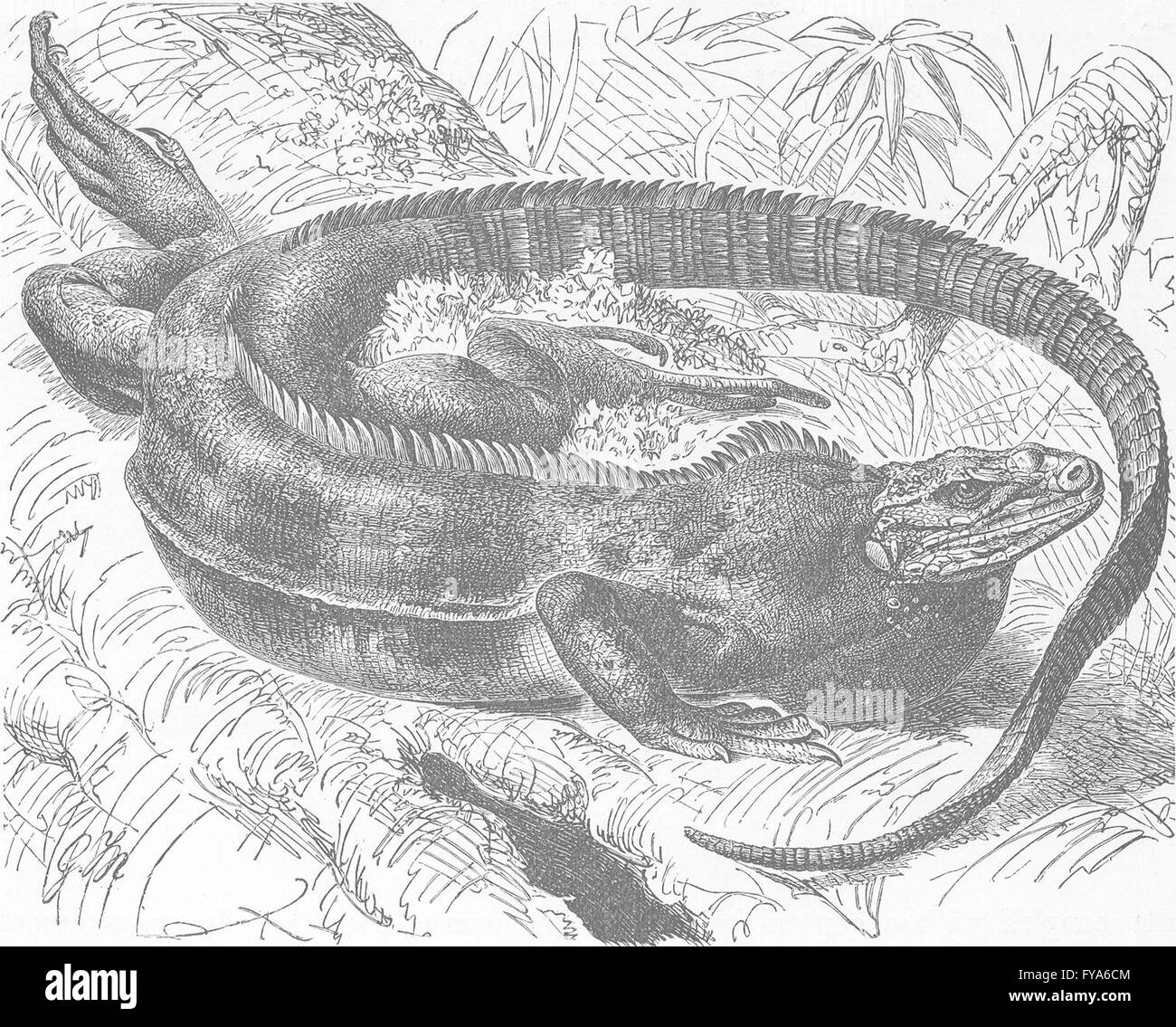 Reptilien: Kattas Leguan, antiken Druck 1896 Stockfoto