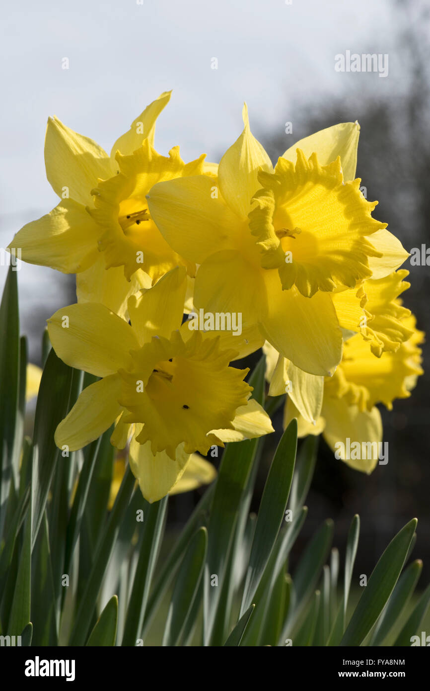 Große gelbe Narzissen Hintergrundbeleuchtung durch Frühlingssonne Stockfoto