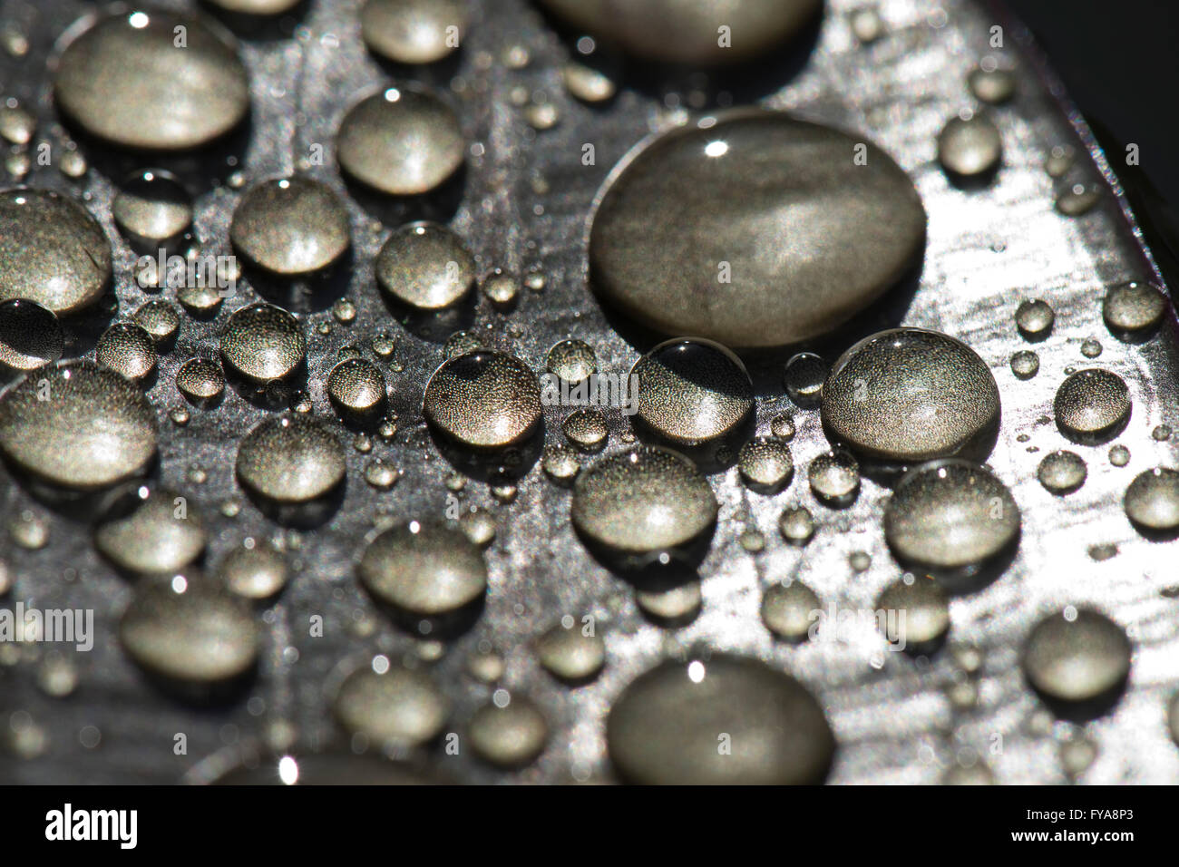 Regen Wassertropfen auf das Blatt des Wassers Weißdorn oder Aponogeton Distachyos auf einem Teich Oberfläche Stockfoto