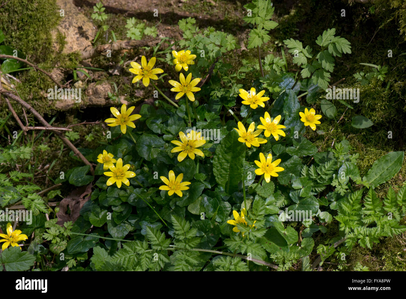 Kleinen Celandines, Ficaria Verna, gelb blühenden Frühling Hahnenfuß-ähnliche Pflanze Stockfoto