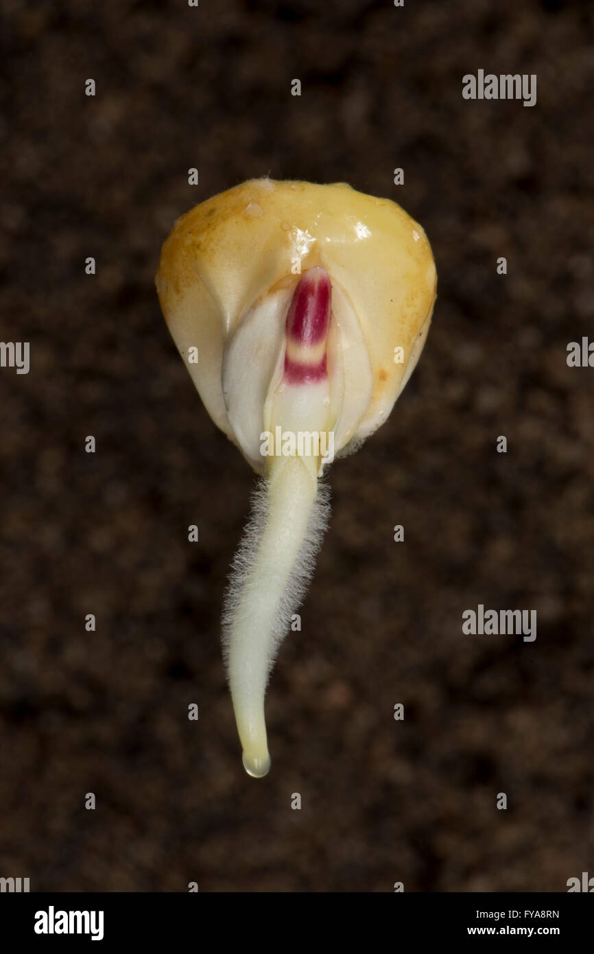 Eine keimenden Mais oder Mais Saatgut, Zea Mays, mit Keimwurzel, Wurzelhaare und Coleoptile Wachstum entwickeln Stockfoto