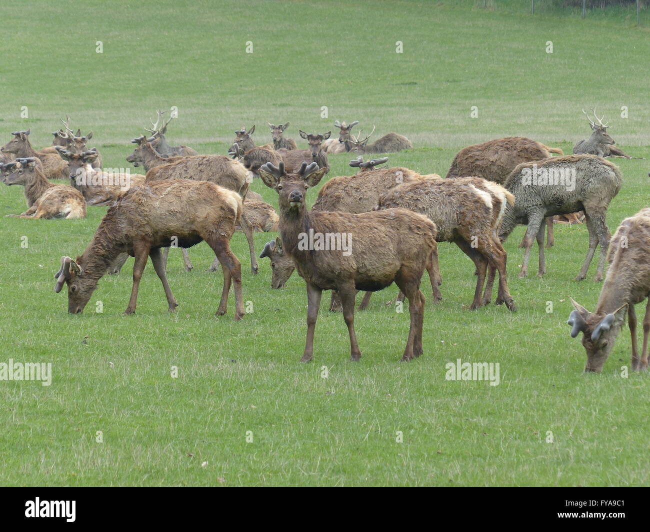 Hirsch, Wild, Wild, Spiel, wilden Spiel, Doe, Fütterung, gefüttert, Bio Fleisch grass Stockfoto