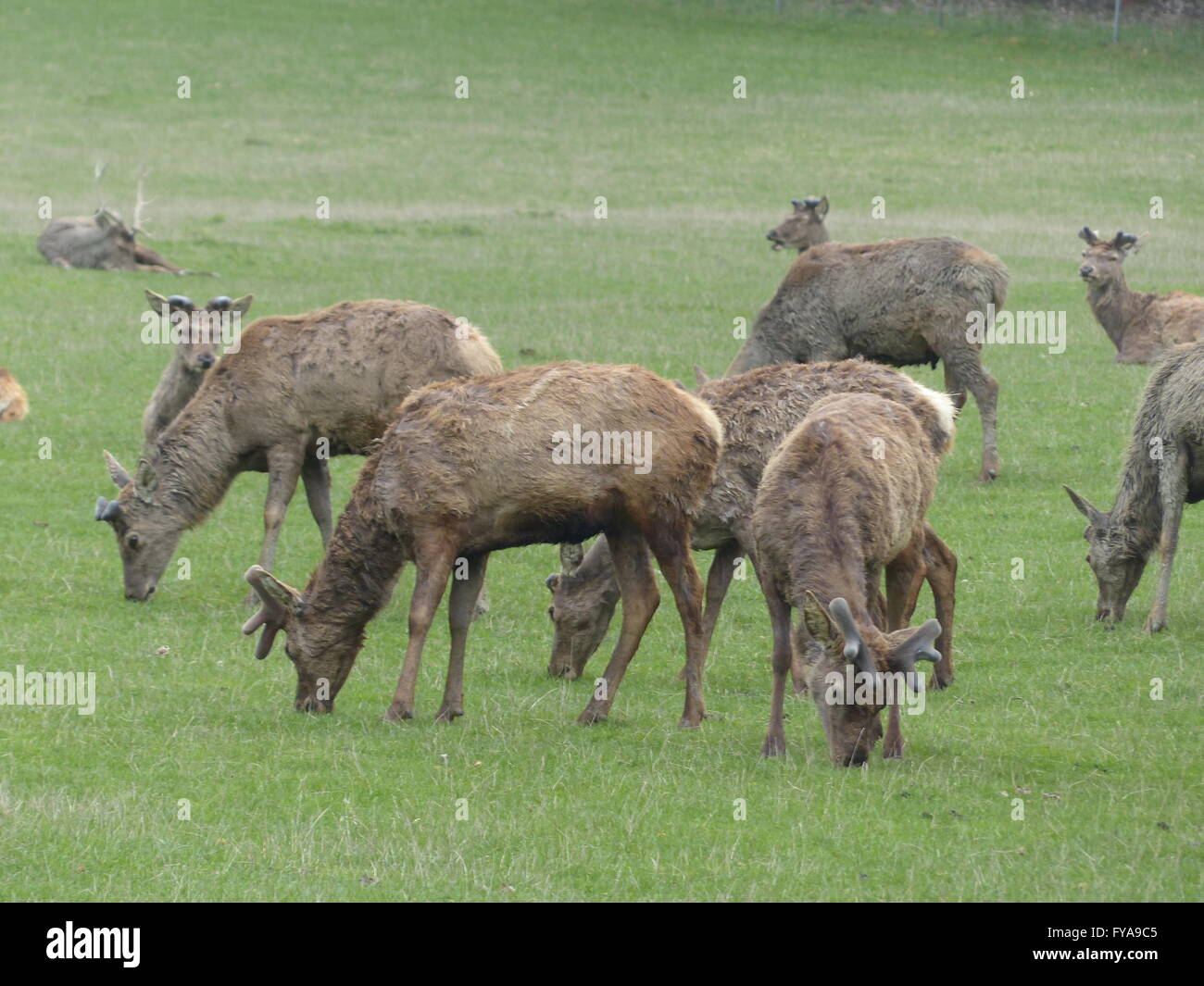 Hirsch, Wild, Wild, Wild, wildes Spiel, Doe Stockfoto