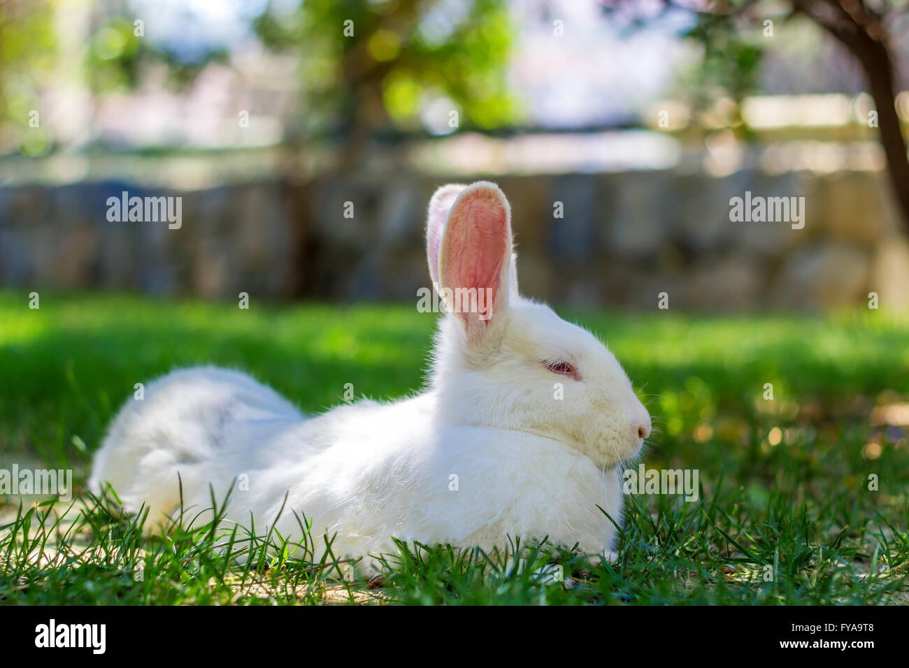 Weiße Kaninchen auf dem grünen Rasen im april Stockfoto