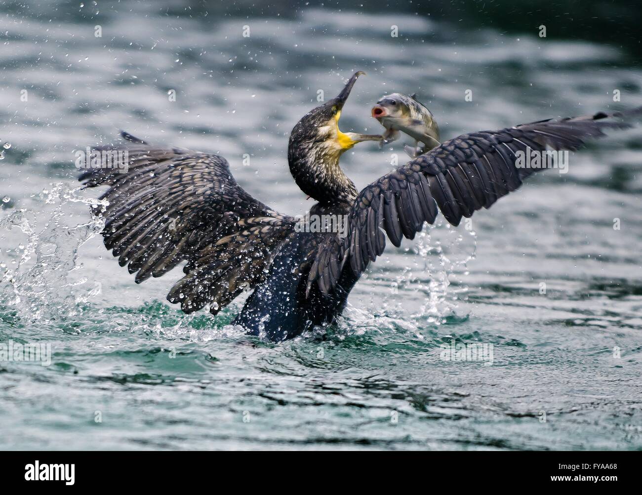 Kormoran (Phalacrocorax Carbo) Fischfang in Li-Fluss Stockfoto