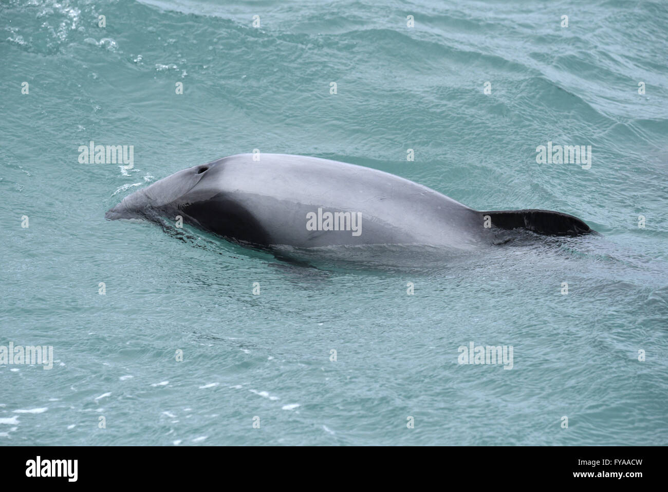 Hector Delfin - Cephalorhynchus hectori Stockfoto