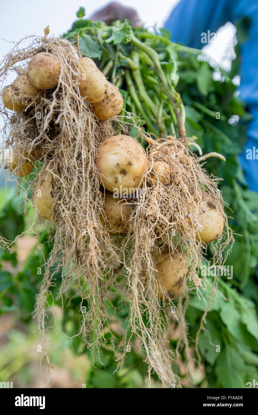 Portrait von Bauer Holding Kartoffel zu Kamera im ländlichen Bereich © jahangir Alam onuchcha/alamy Stockfoto