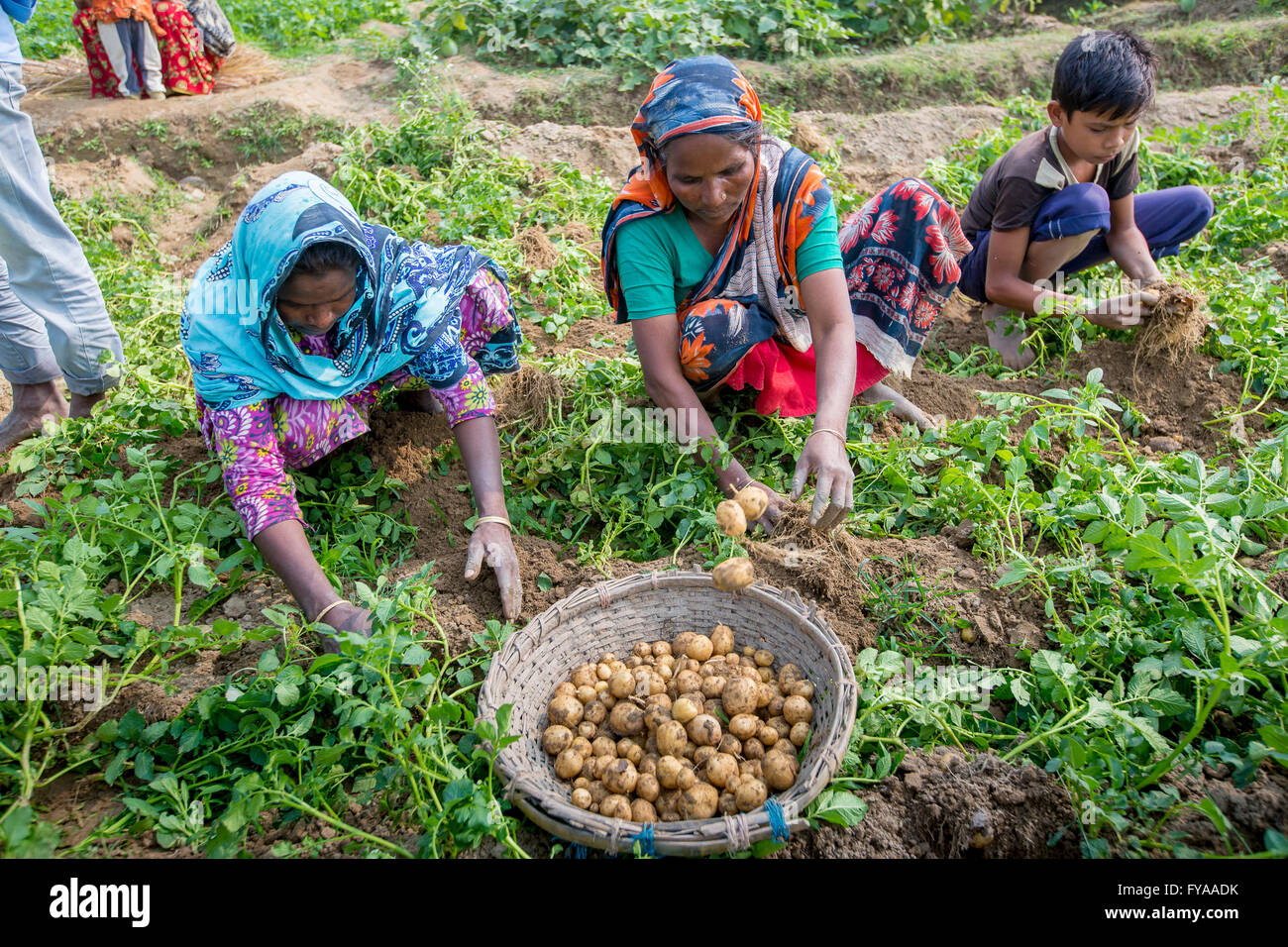 Thakurgong, Bangladesch Kartoffelfeld Arbeitnehmer © jahangir Alam onuchcha/alamy Stockfoto