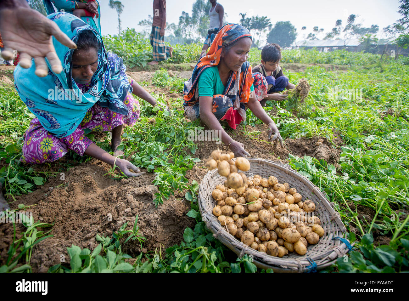 Thakurgong, Bangladesch Kartoffelfeld Arbeitnehmer © jahangir Alam onuchcha/alamy Stockfoto