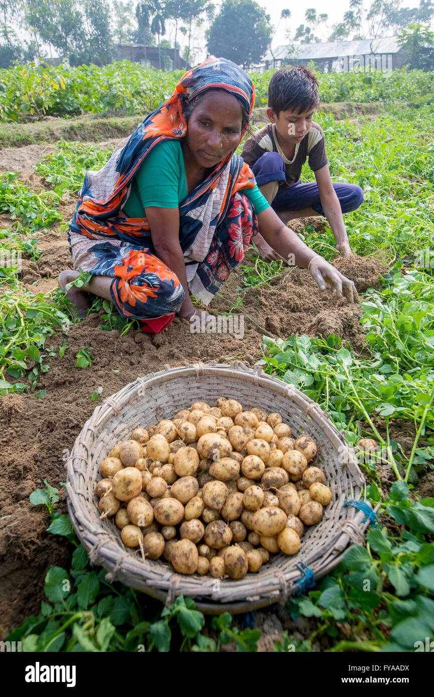 Thakurgong, Bangladesch Kartoffelfeld Arbeitnehmer © jahangir Alam onuchcha/alamy Stockfoto