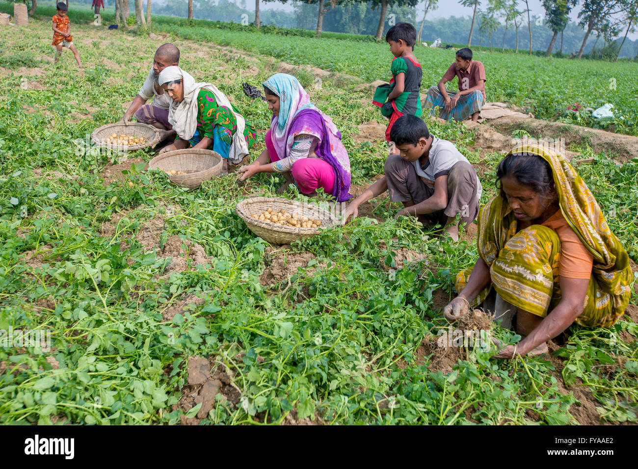 Thakurgong, Bangladesch Kartoffelfeld Arbeitnehmer © jahangir Alam onuchcha/alamy Stockfoto