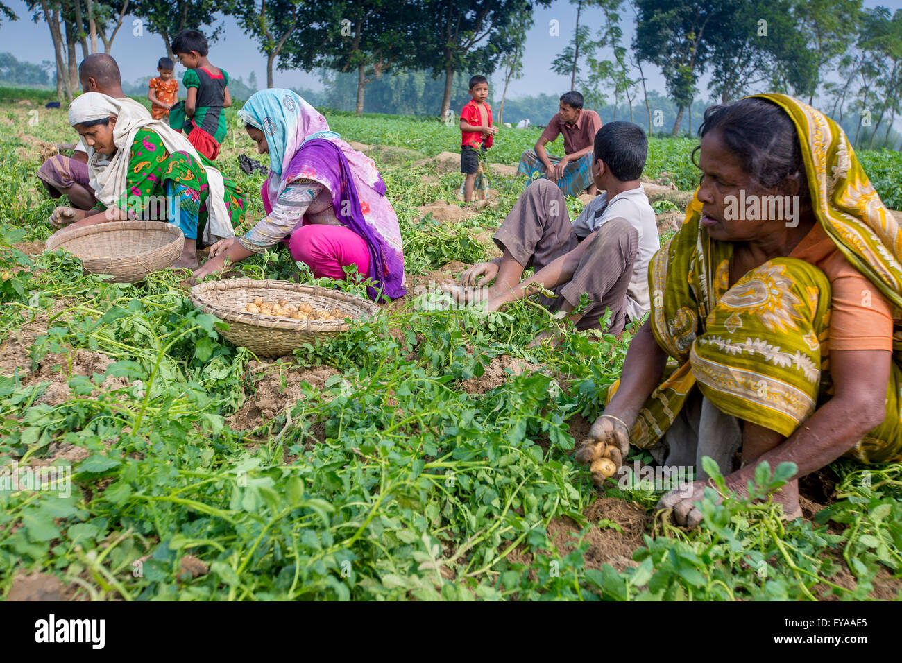 Thakurgong, Bangladesch Kartoffelfeld Arbeitnehmer © jahangir Alam onuchcha/alamyy Stockfoto