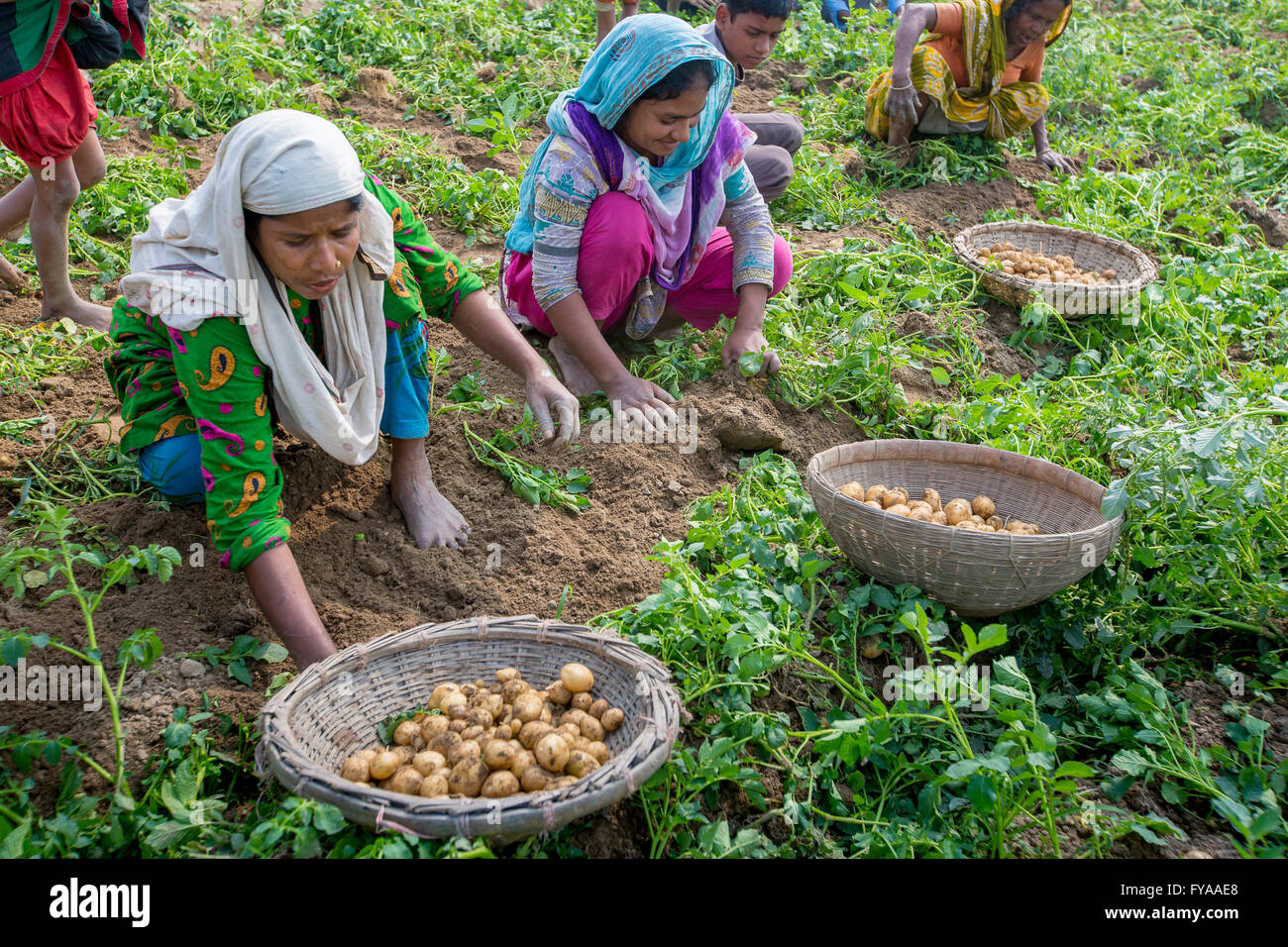 Thakurgong, Bangladesch Kartoffelfeld Arbeitnehmer © jahangir Alam onuchcha/alamy Stockfoto