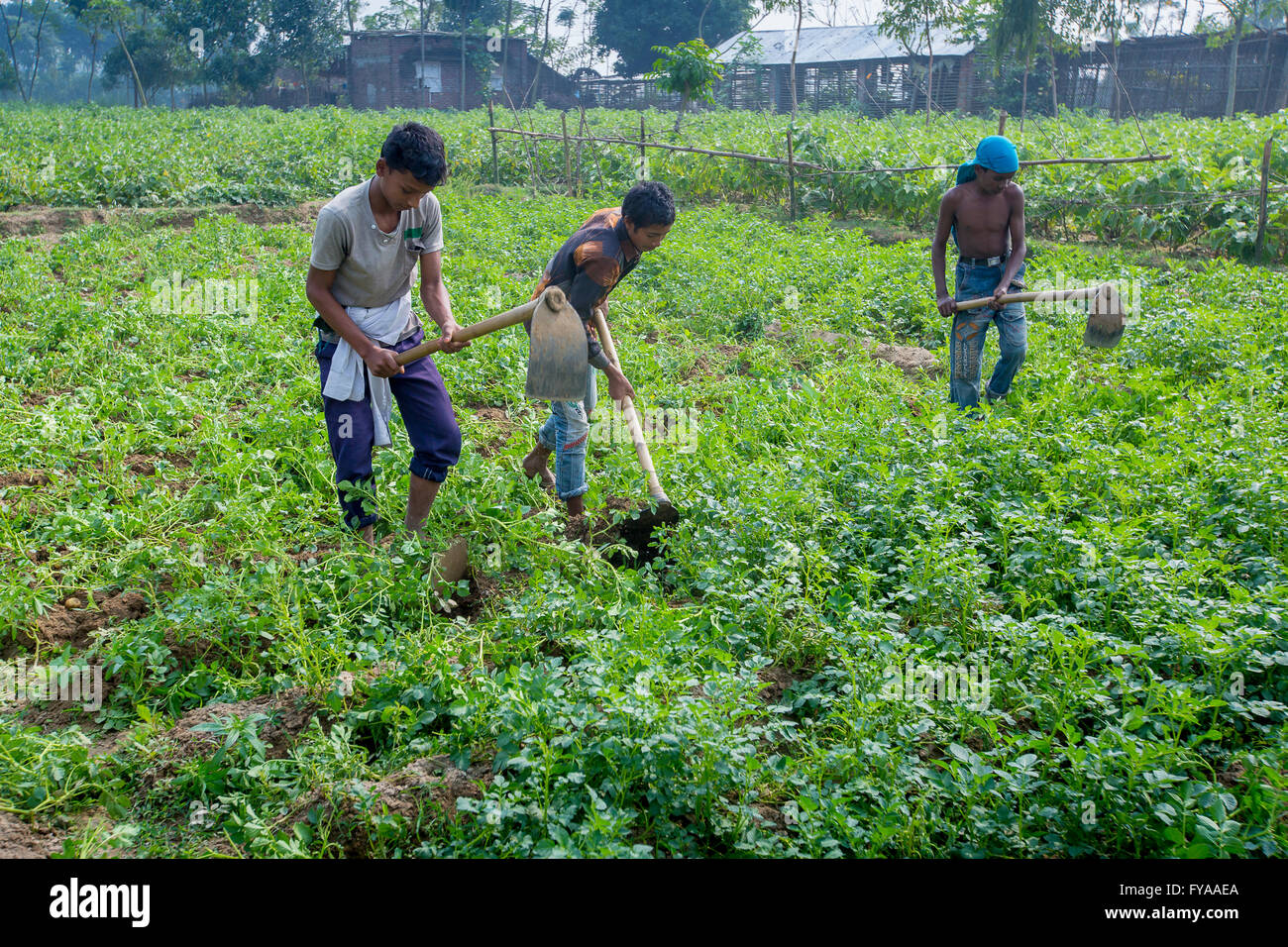 Bangladeshi Leute sammeln Kartoffeln nach der Ernte von einem Feld © jahangir Alam onuchcha/alamy Stockfoto
