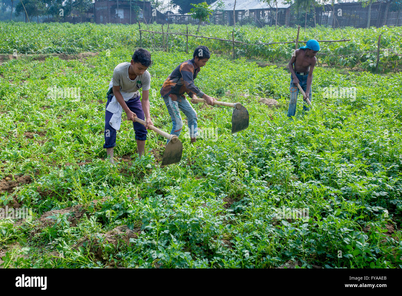 Bangladeshi Leute sammeln Kartoffeln nach der Ernte von einem Feld © jahangir Alam onuchcha/alamy Stockfoto