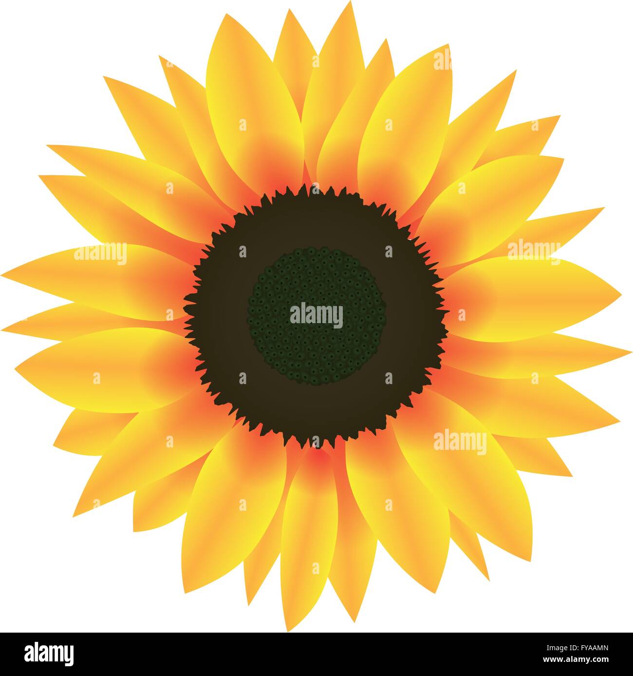Abbildung Vektor Grafik Blume Sonnenblume für den kreativen Einsatz in Grafik-design Stock Vektor