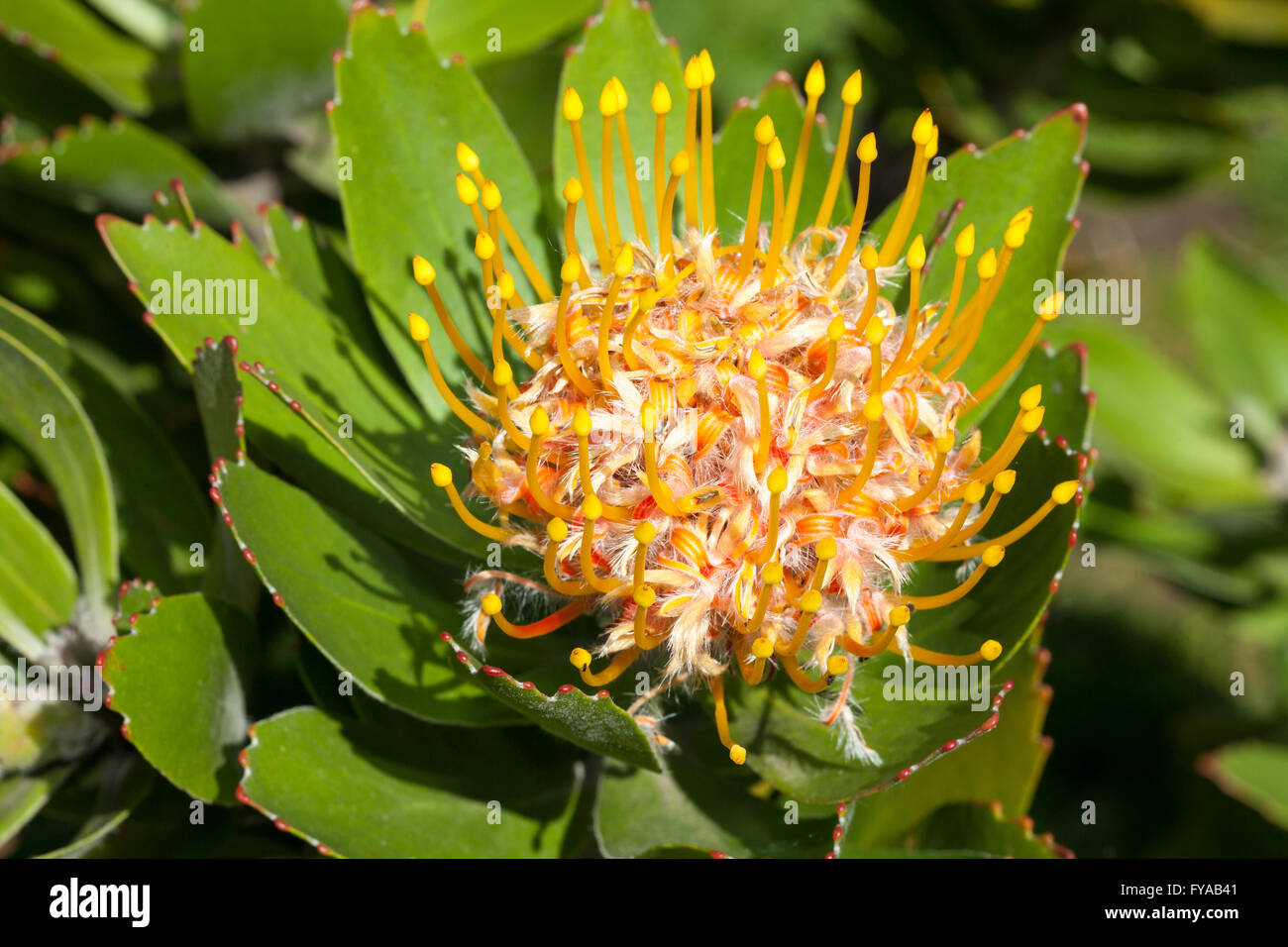 Baum-Nadelkissen oder Nadelkissen Protea (Leucospermum Conocarpodendron) Stockfoto