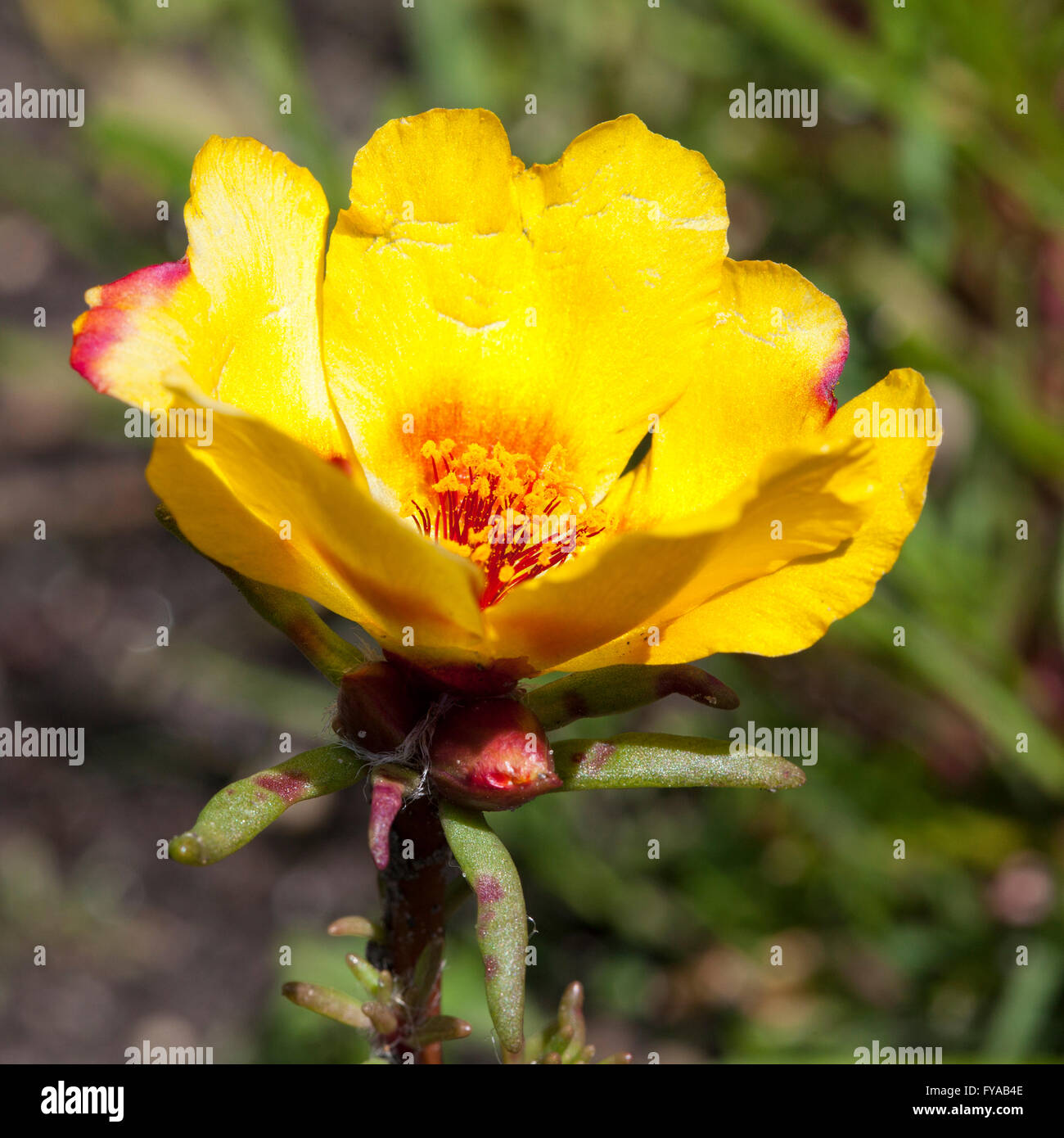Moosrose Portulak (Portulaca Grandiflora), North Rhine-Westphalia, Deutschland Stockfoto