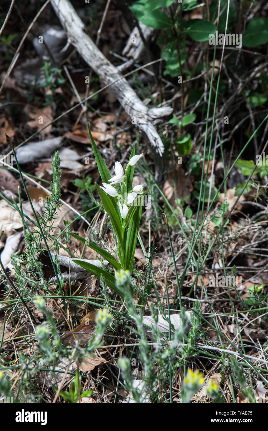 Cephalanthera longifolia Stockfoto