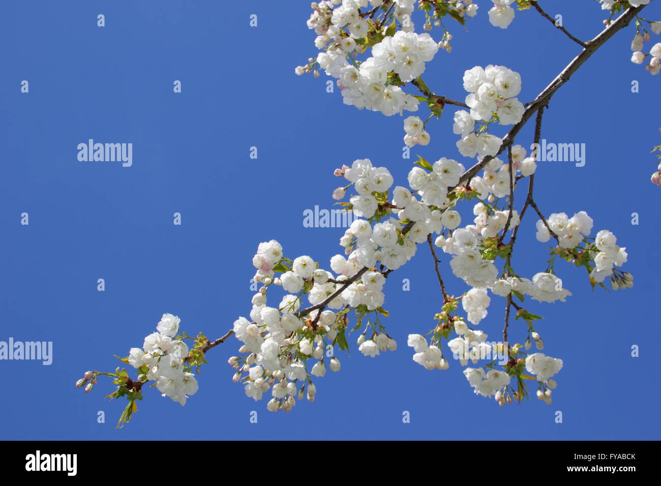 Blüten auf eine "große weiße Kirschbaum' (Prunus Tai Haku), eine alten japanische Arten blühen in einem Park, Nottingham UK Stockfoto