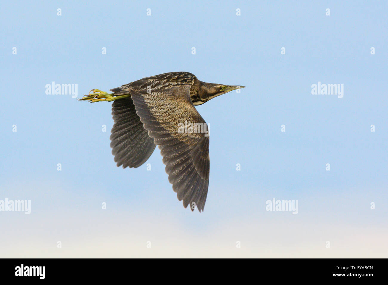 Australasian Rohrdommel im Flug. Stockfoto