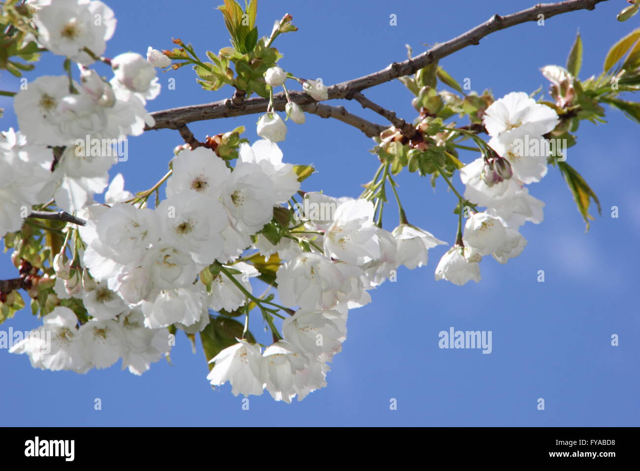 Blüten auf dem Ast eines "großen, weißen Kirsche" (Prunus Tai Haku), in einem Park von Nottinghamshire - April Stockfoto