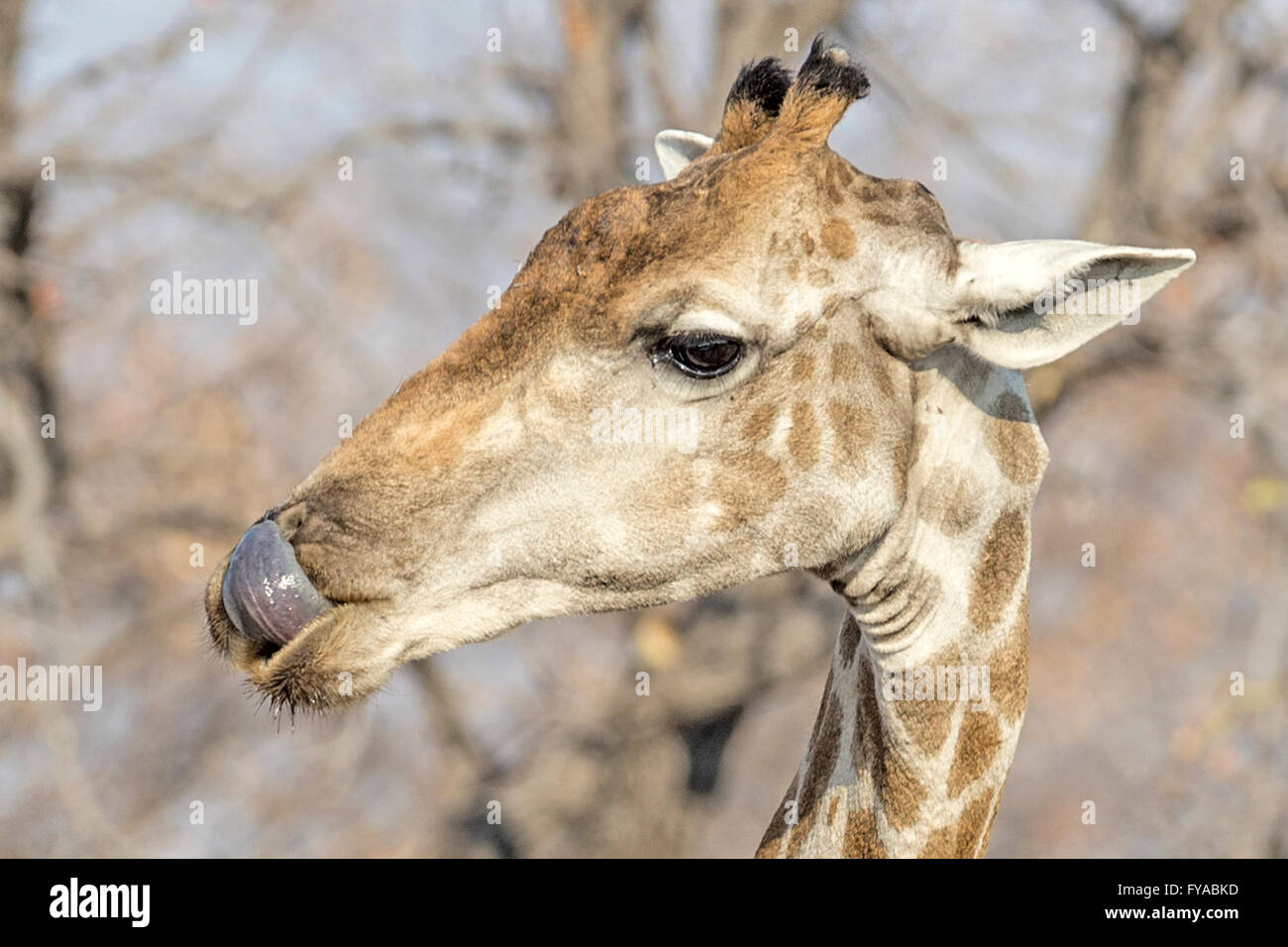 Angolanische Giraffe, lecken, Etosha Nationalpark, Namibia Stockfoto