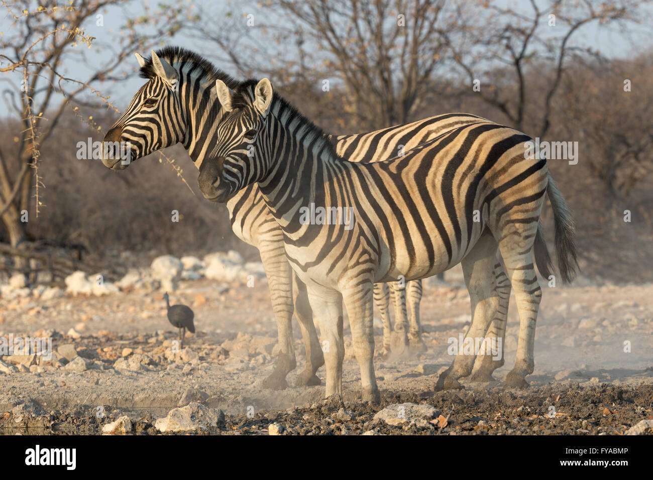 Plains Zebra, Burchells Rennen, Dämmerung, Etosha National Park, Namibia Stockfoto