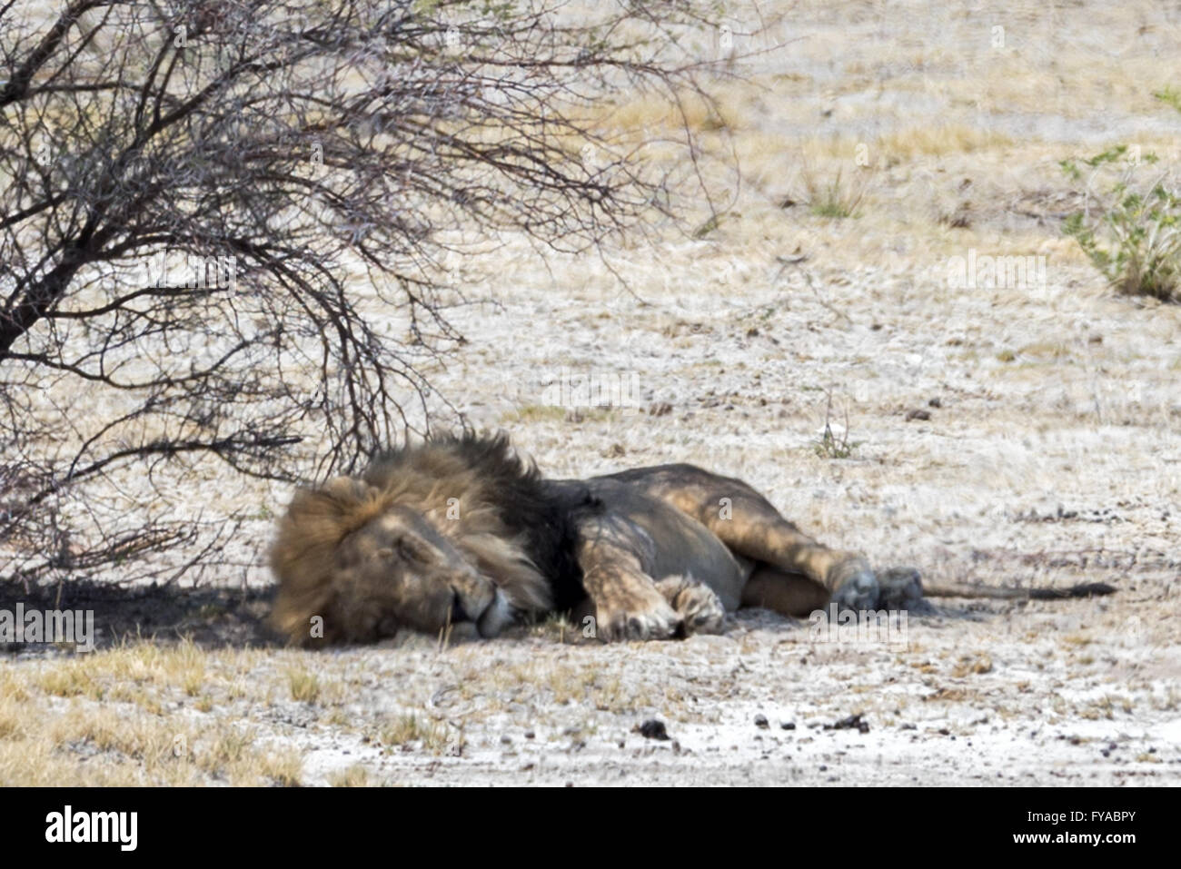 Schlafender, schwarzer Löwe, Etosha National Park, Namibia Stockfoto