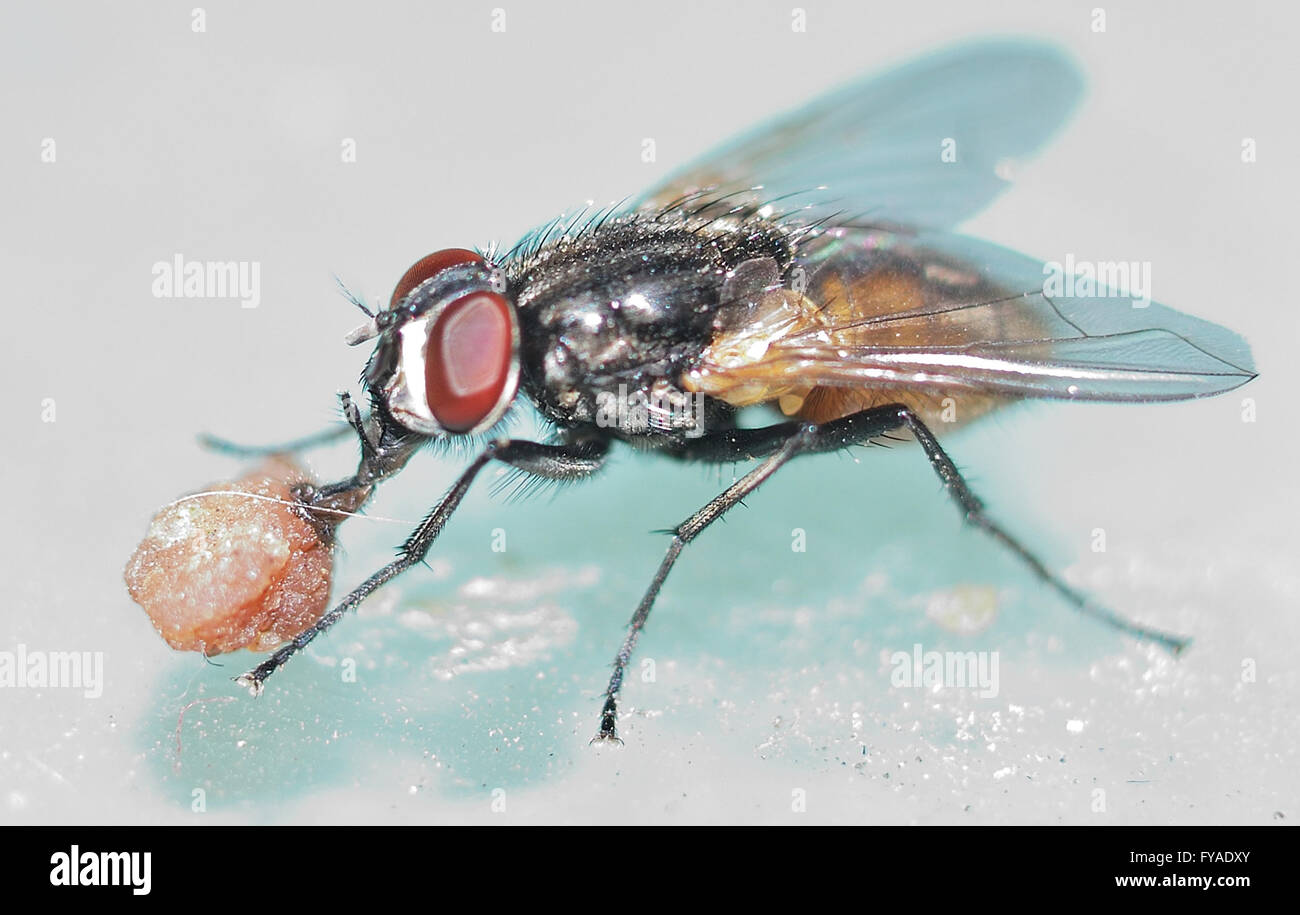 Insekten fliegen Essen eine Verschwendung Stockfoto