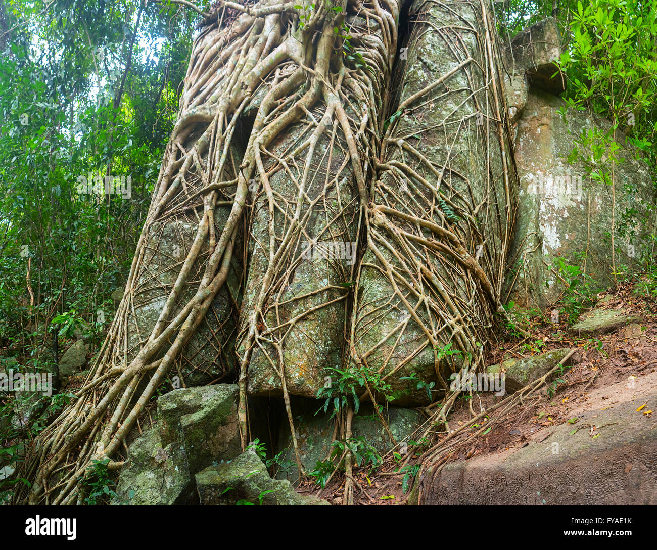 Nachgestellte Wurzeln von Reifen, tropischen Bäumen, umschlungen, um und durch riesige Felsen, Spalten sie auseinander. Stockfoto