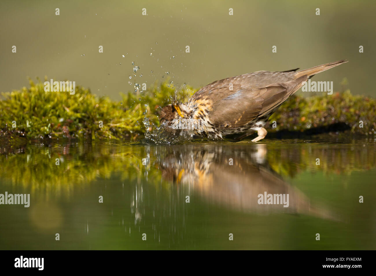 Singdrossel Turdus Philomelos, Erwachsene, stehend im Wald-Pool Lakitelek, Ungarn im Juni. Stockfoto