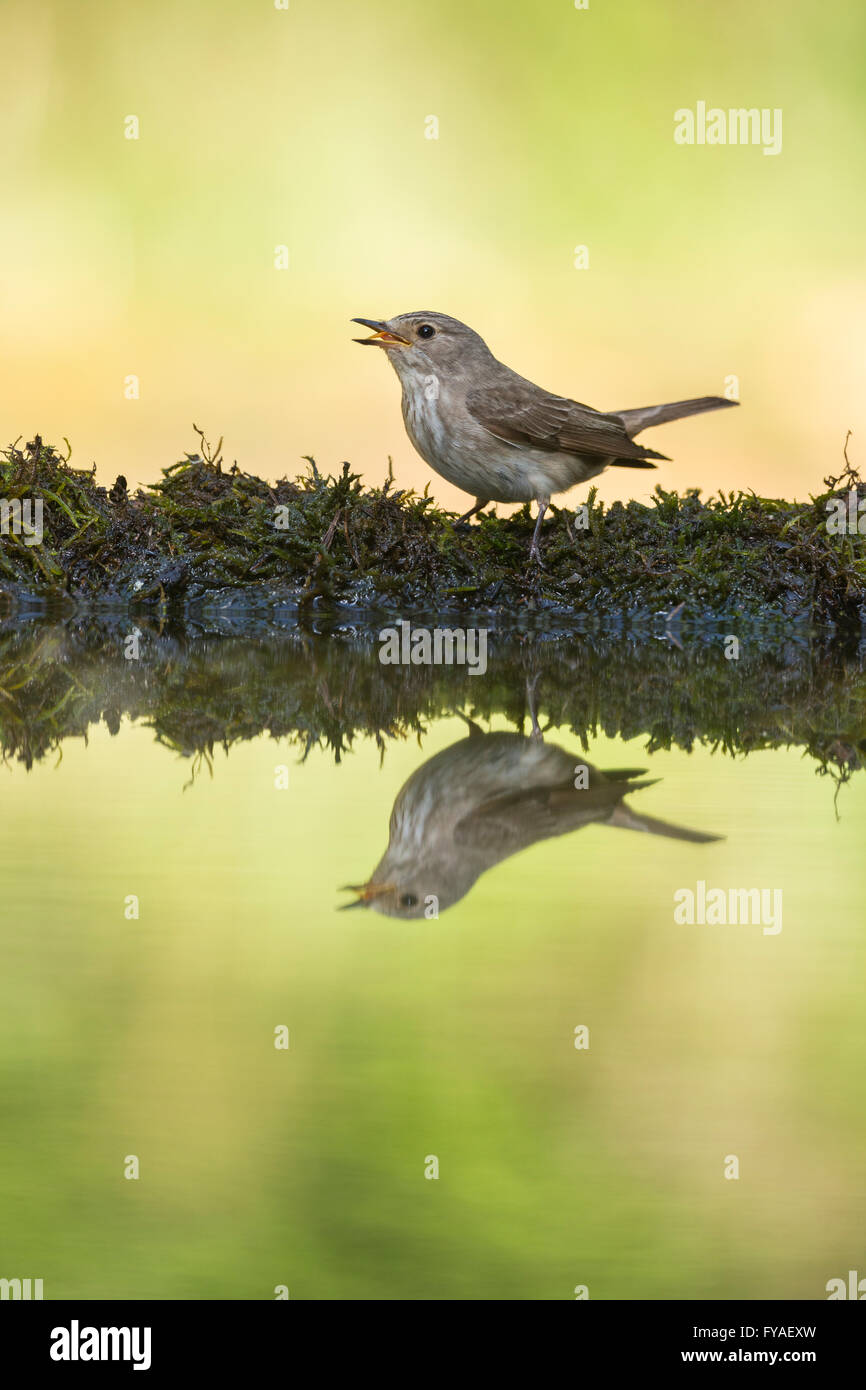 Grauschnäpper Muscicapa Striata, Erwachsene, thront am Wald Pool Lakitelek, Ungarn im Juni. Stockfoto