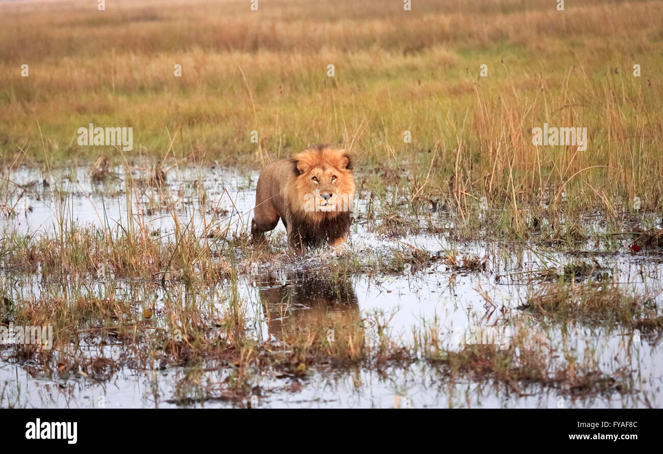 Löwe (Panthera leo) zu Fuß durch die Wasser des Flusses am frühen Morgen in Duba Plains, Kwedi finden, Okavango Delta, Botswana, die Kalahari Stockfoto