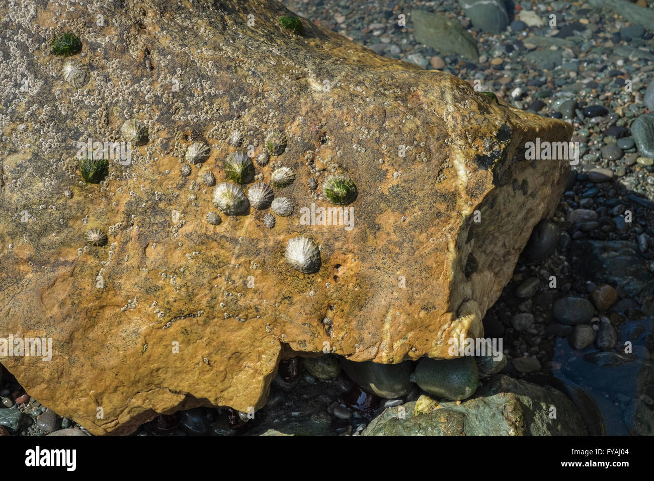 Patella Vulgata (gemeinsame Limpet) auf Felsen, Gwynedd, Nordwales-Küste, Wales, UK Stockfoto