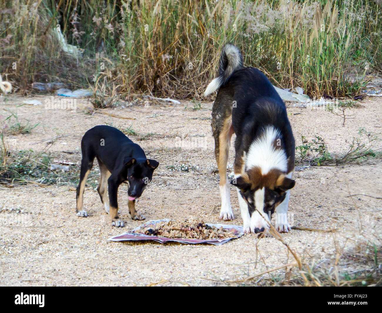 Eine Gruppe von streunenden Hund Essen Junk Food oder Essen Pellets aus Freundlichkeit Menschen Stockfoto