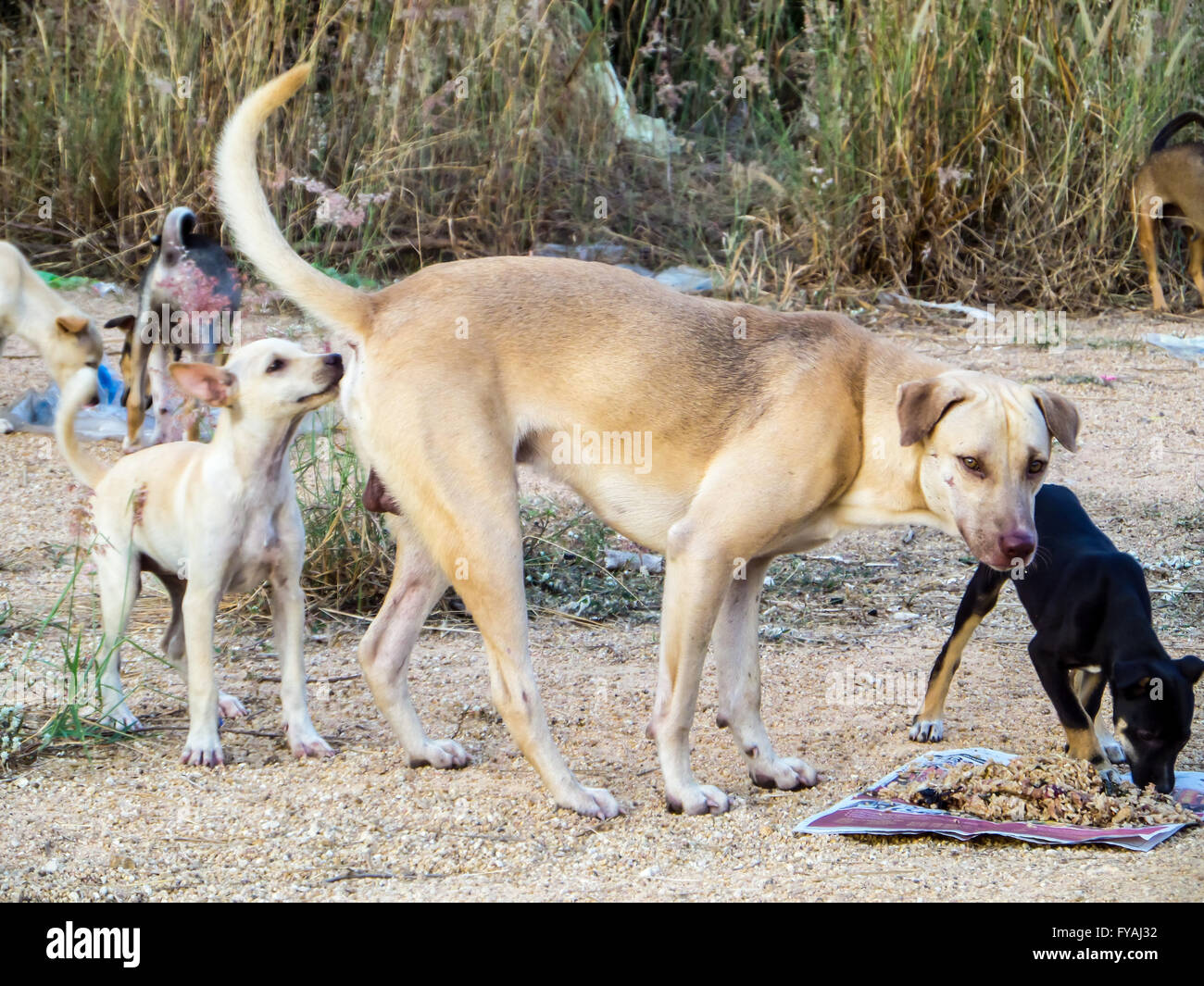 Eine Gruppe von streunenden Hund Essen Junk Food oder Essen Pellets aus Freundlichkeit Menschen. Stockfoto