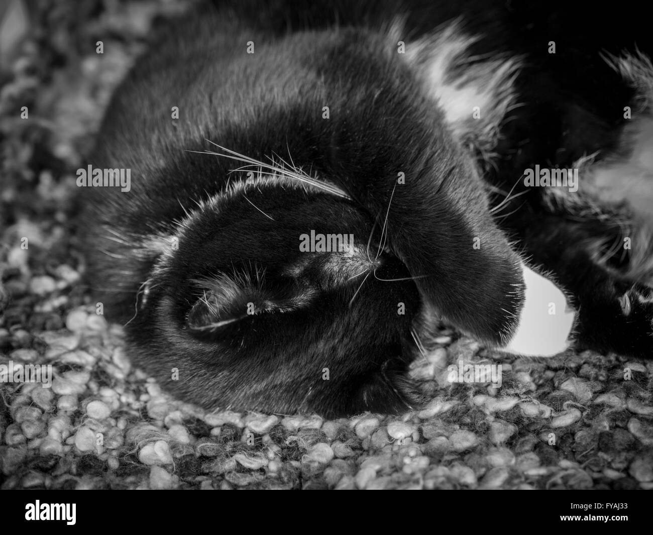 Schwarz / weiß Katze versteckt sein Gesicht mit Pfote Stockfoto
