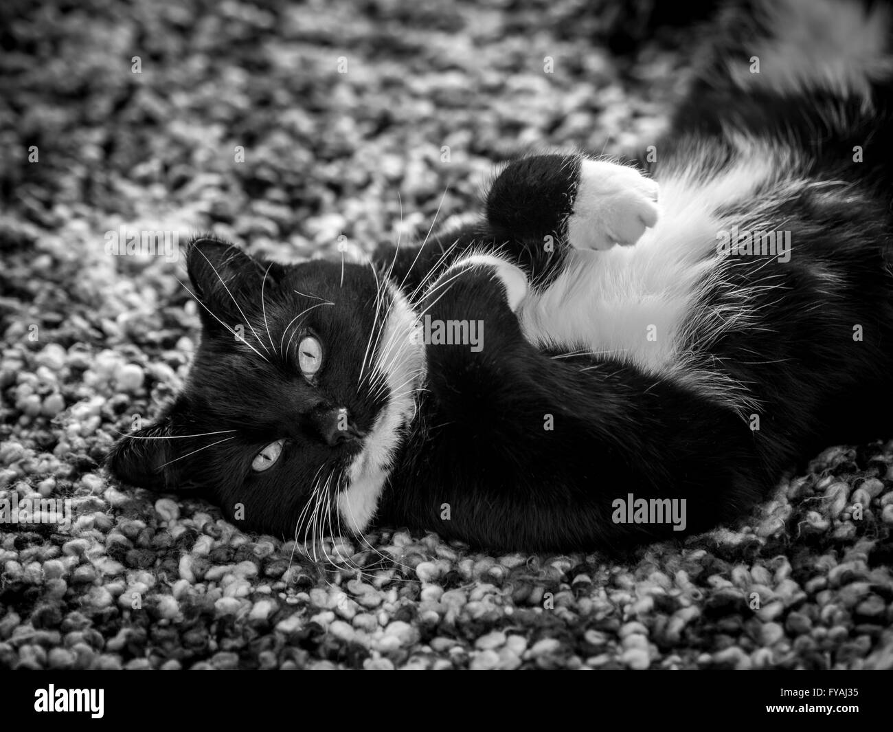 Schwarz / weiß Katze liegend auf sie blickt zurück in die Kamera Stockfoto