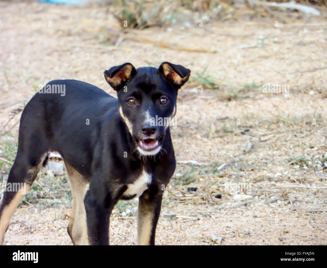 Eine Gruppe von streunenden Hund Essen Junk Food oder Essen Pellets aus Freundlichkeit Menschen. Stockfoto