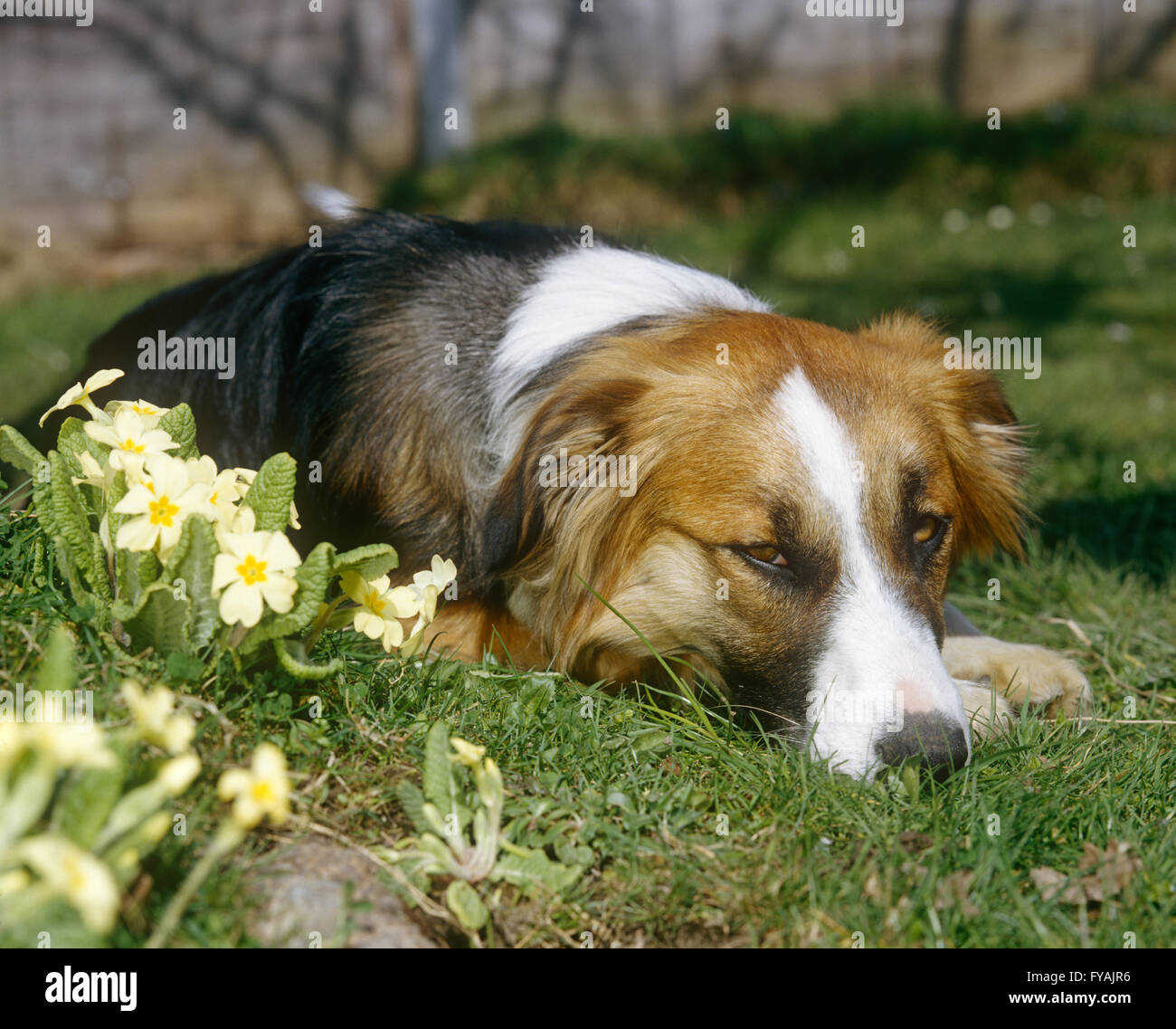 Hund auf dem Rasen liegend müde, draußen. Stockfoto