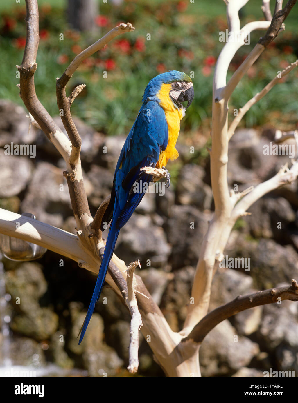 Blaue und gelbe Papagei auf dem Ast eines Baumes, draußen zu sitzen. Stockfoto