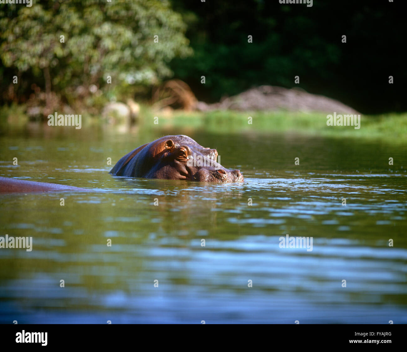 Nilpferd lugt aus dem Wasser in den Fluss vor. Stockfoto