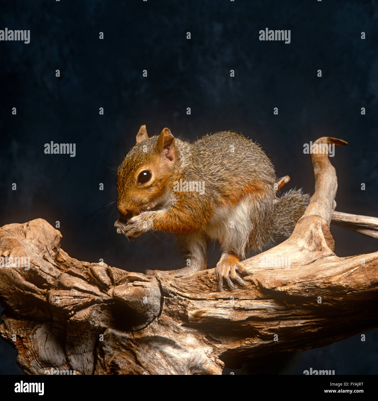Eichhörnchen Essen eine Nuss auf einem Ast sitzend im Inneren. Stockfoto