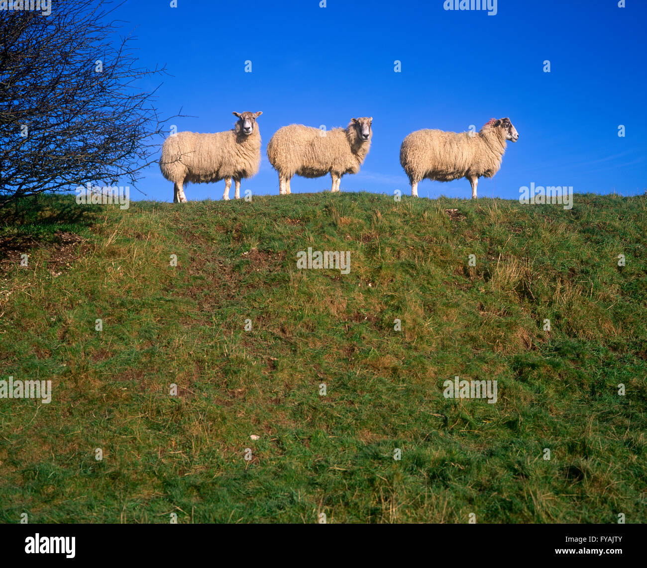 Drei Schafe stehen in einer Linie auf einem Hügel außerhalb. Stockfoto
