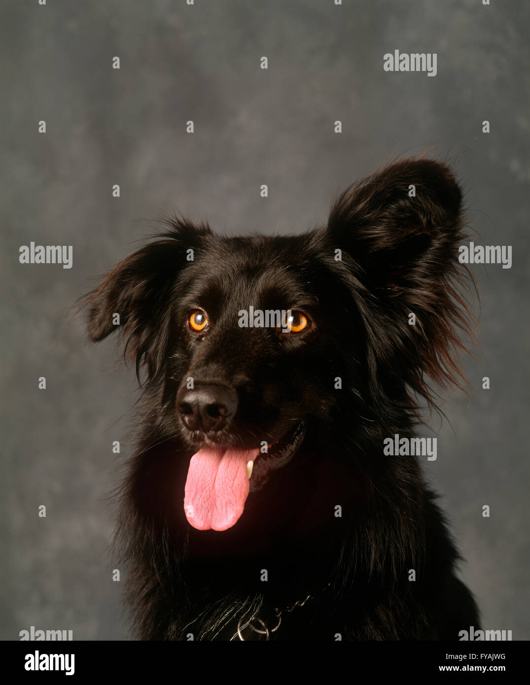Porträt von einem braunen Hund stossen seine Zunge heraus mit einem Ohr ließ sich, im Inneren. Stockfoto