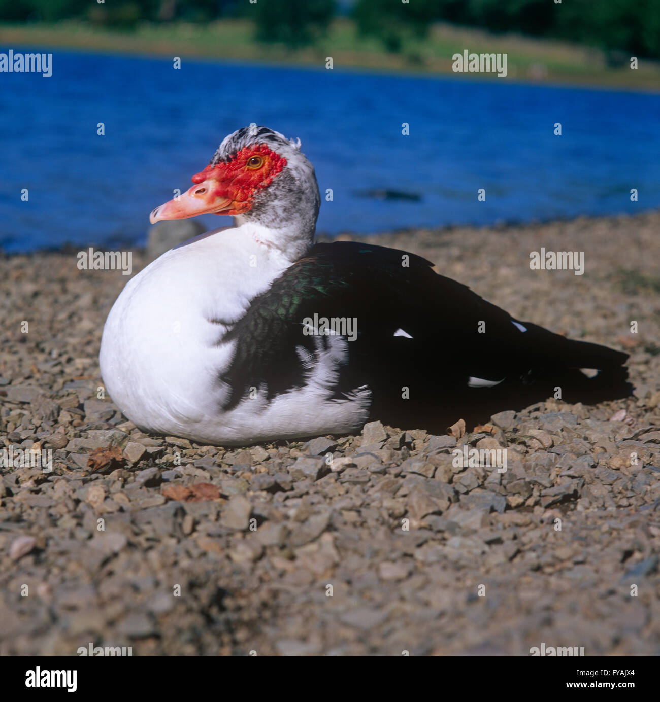 Muscony Ente auf Schotter, draußen zu sitzen. Stockfoto