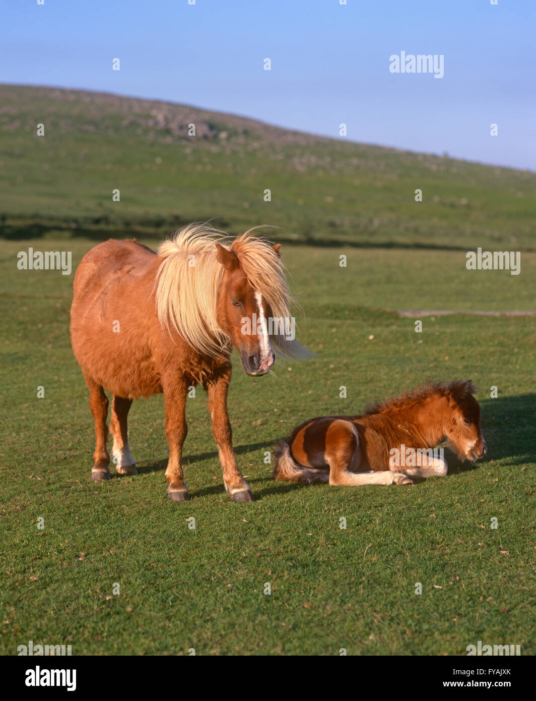 Zwei Ponys, eine Festlegung in den Schatten und die andere eine stehend, im Außenbereich. Stockfoto