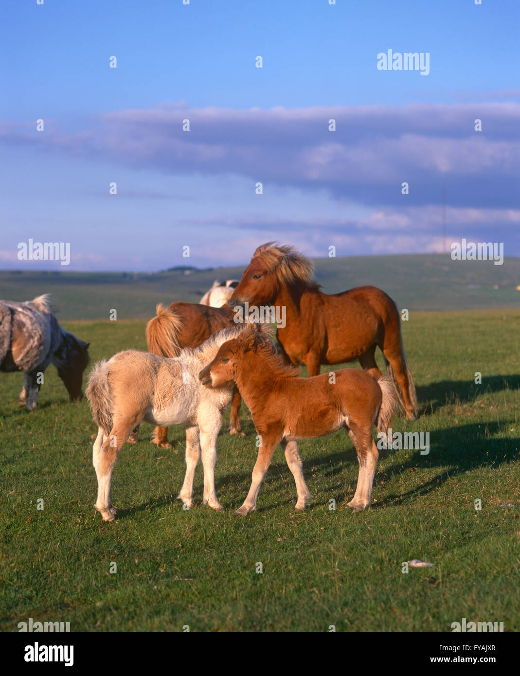 Gruppe von Ponys kuscheln auf einem Hügel außerhalb. Stockfoto