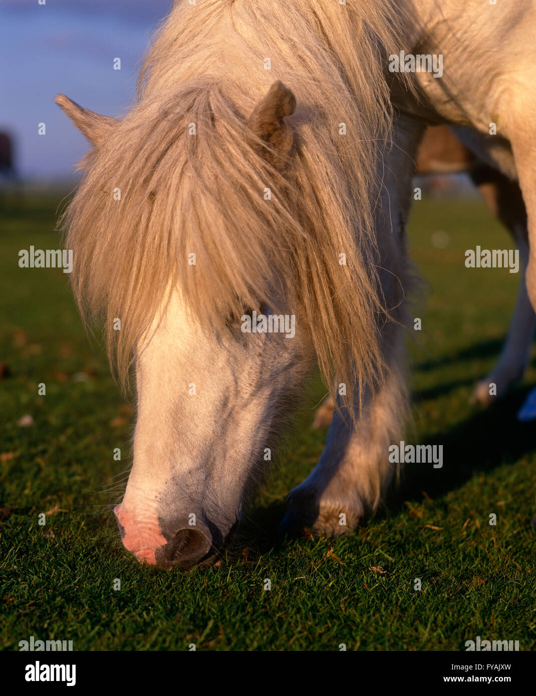 Pferd den Rasen draußen essen. Stockfoto